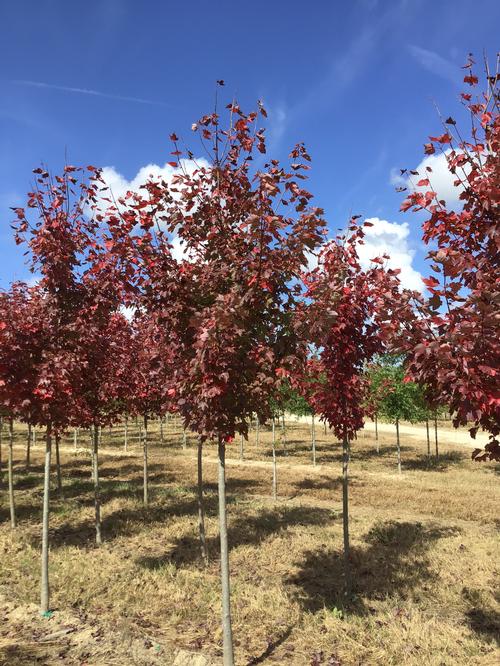 Acer rubrum (Somerset Maple)