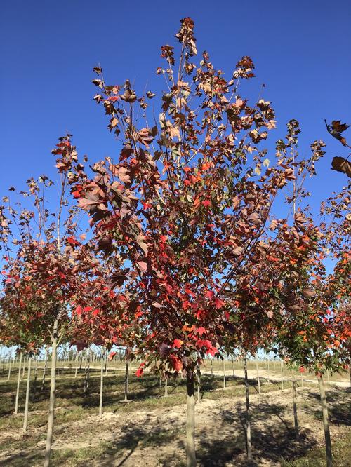 Acer rubrum (Sun Valley Red Maple)