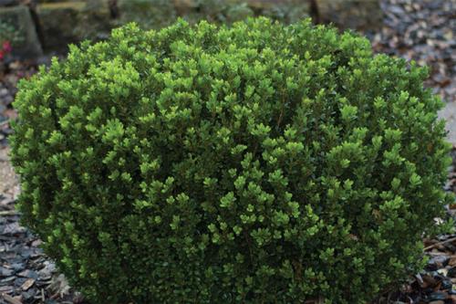 Buxus microphylla var. japonica' 'Gregem' (Baby Gem Boxwood)