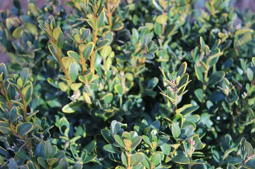 Buxus microphylla (Wintergreen Boxwood)