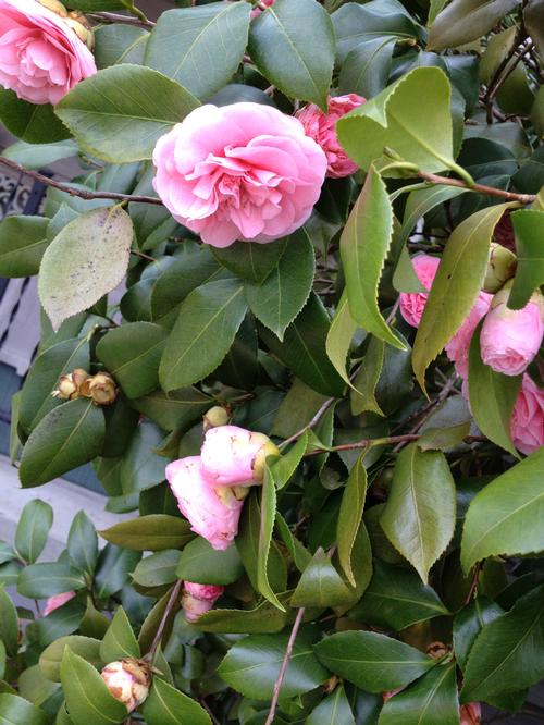 Camellia japonica (Debutante Camellia)