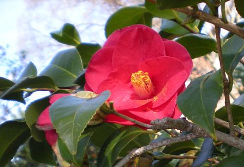 Camellia japonica (Greensboro Red Camellia)