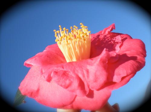 Camellia japonica (Lady Clare Camellia)