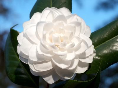 Camellia japonica (Seafoam Camellia)