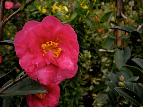 Camellia sasanqua (Kanjiro Camellia)