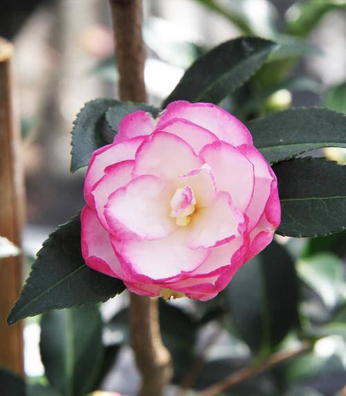 Camellia sasanqua (Leslie Ann Camellia)