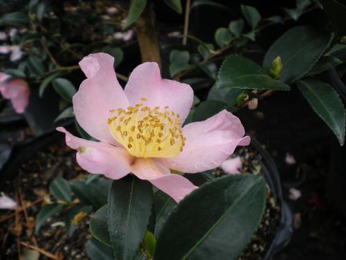 Camellia sasanqua (Maiden's Blush Camellia)