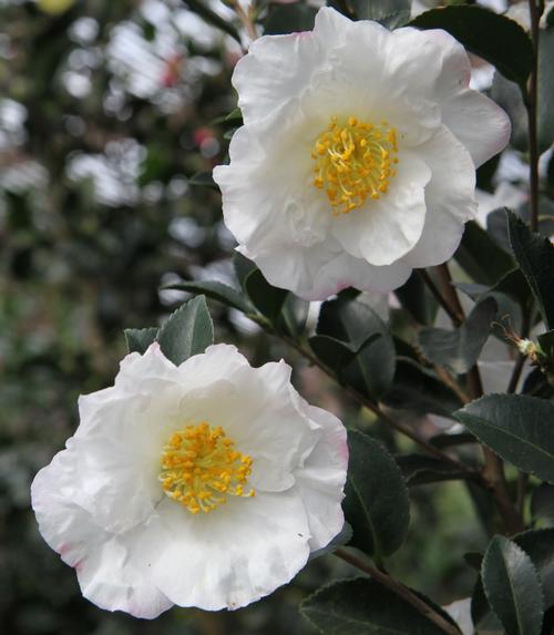 Camellia sasanqua (Setsugekka Camellia)