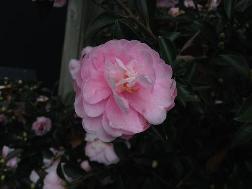 Camellia sasanqua (Shishigashira Camellia)