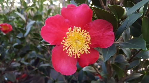 Camellia sasanqua (Yuletide Camellia)