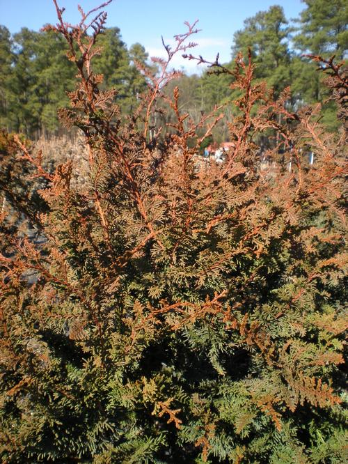 Chamaecyparis obtusa (Fernspray Hinoki Cypress)