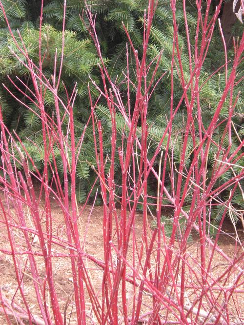 Cornus sericea (Bailey's Red Twig Dogwood)