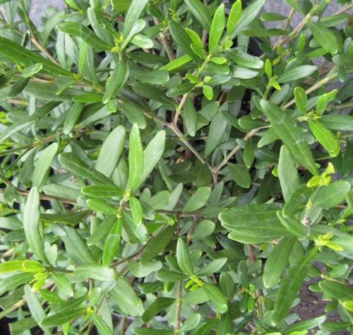 Gardenia jasminoides (Fragrant Pathways Gardenia)