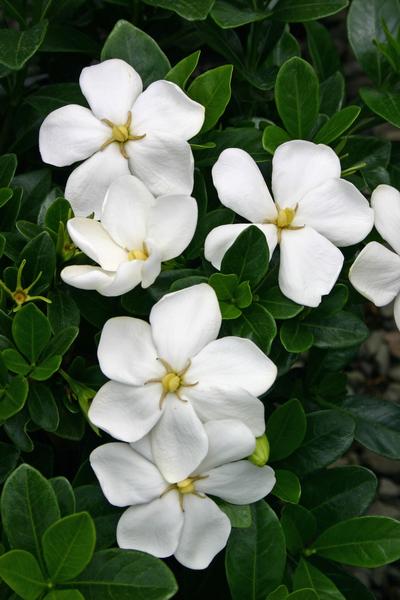 Gardenia jasminoides (Kleim's Hardy Gardenia)