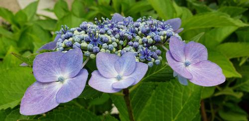 Hydrangea macrophylla 'Blue Cassell' (Blue Cassell Hydrangea)