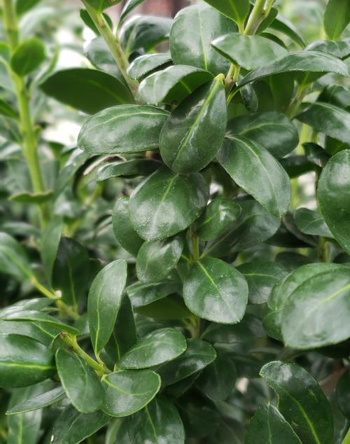 Ilex crenata (Chesapeake Japanese Holly)