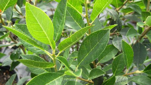 Ilex verticillata (Southern Gentleman Winterberry Holly)