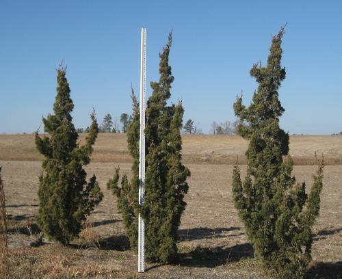 Juniperus chinensis (Robusta Green Juniper)