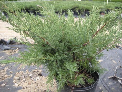 Juniperus chinensis 'Nicks Compact' (Nicks Compact Juniper)