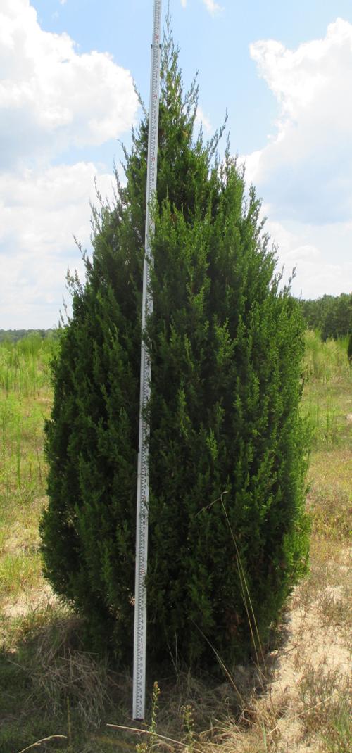 Juniperus virginiana 'Hillspire' (Hillspire Red Cedar)