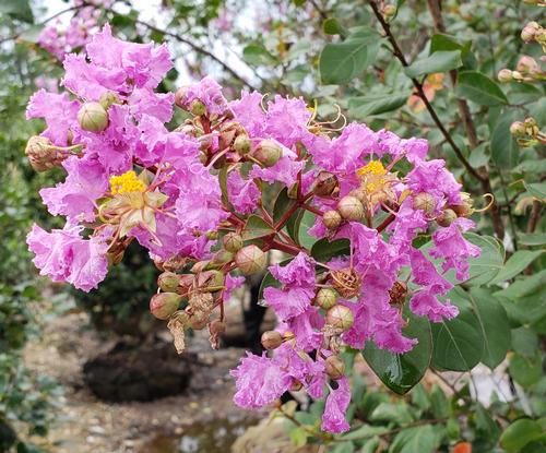 Lagerstroemia indica 'Hardy Lavender' (Hardy Lavender Crape Myrtle)