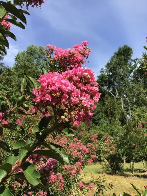 Lagerstroemia 'Sioux' - Sioux Crape Myrtle from Taylor's Nursery