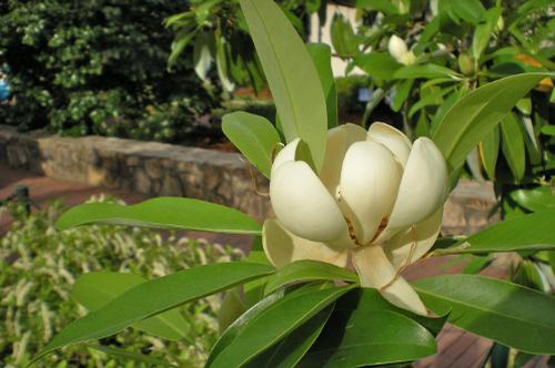 Magnolia virginiana (Sweet Bay Magnolia)