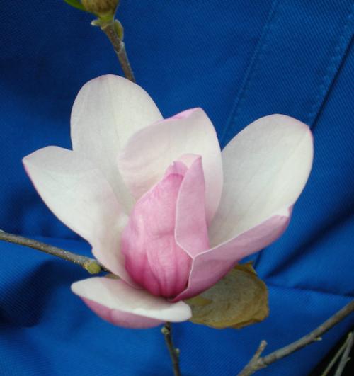 Magnolia x (Jane Magnolia)