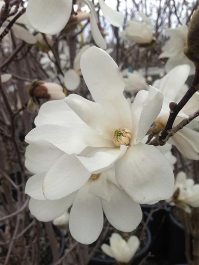 Magnolia x loebneri (Merrill Magnolia)