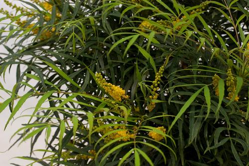 Mahonia eurybracteata (Soft Caress Mahonia)