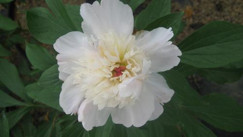 Paeonia lactiflora (Shirley Temple Peony)