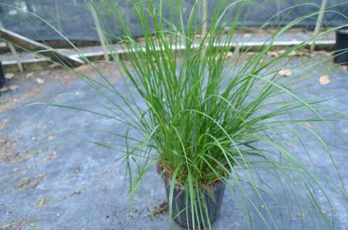 Pennisetum alopecuroides (Little Bunny Fountain Grass)