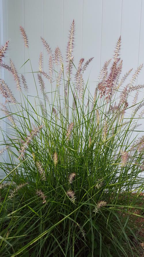 Pennisetum orientale (Karley Rose Fountain Grass)