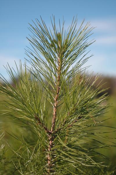 Pinus taeda (Loblolly Pine)