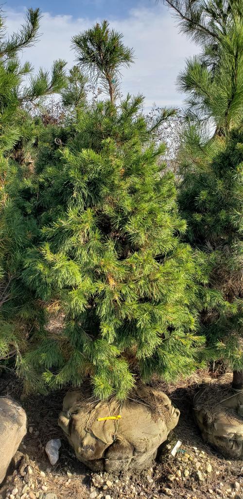 Pinus virginiana (Virginia Pine)