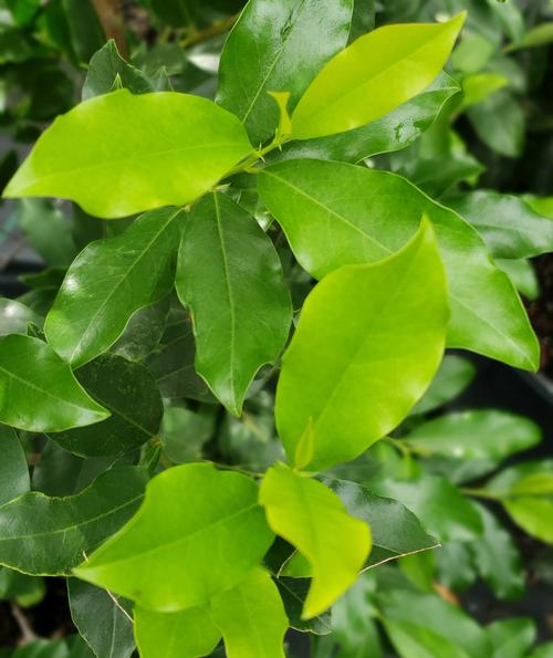 Prunus caroliniana (Carolina Cherry Laurel)