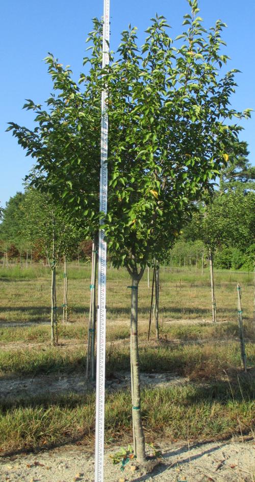 Prunus serrulata (Snowgoose Cherry)
