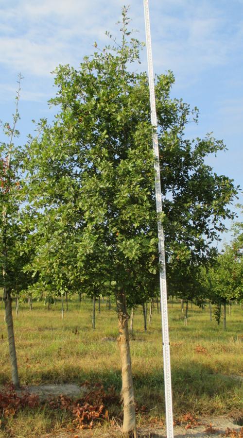 Quercus nigra (Water Oak)