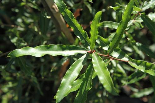 Quercus phellos (Willow Oak)