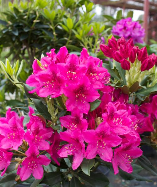 Rhododendron catawbiense (Nova Zembla Rhododendron)