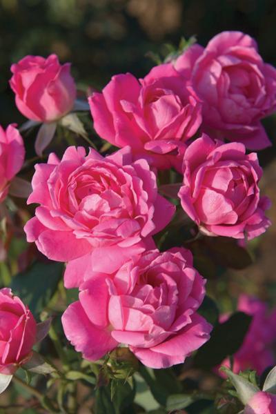 Rosa (Pink Double Knock Out® Rose)