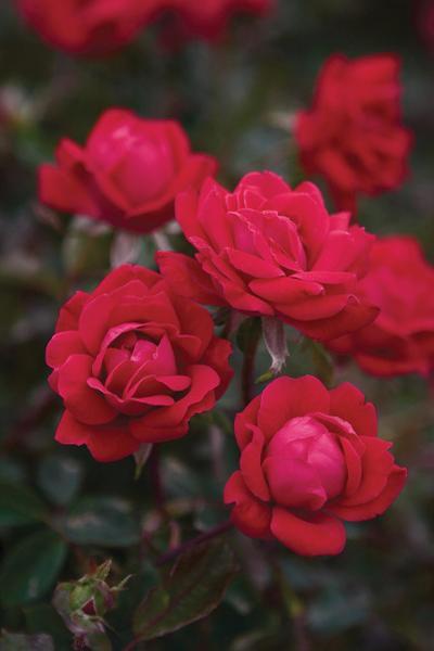 Rosa (Red Double Knock Out® Rose)