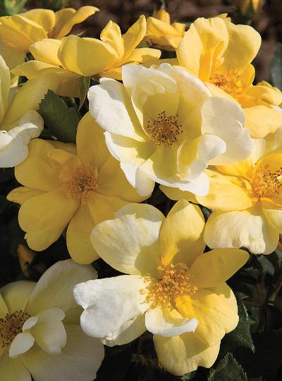 Rosa (Sunny Knock Out® Rose)