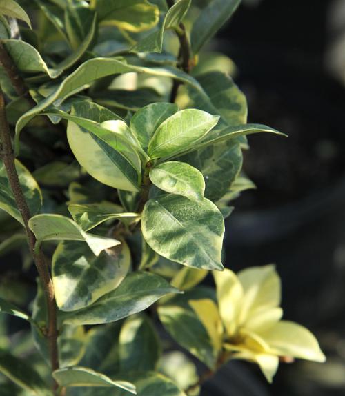 Trachelospermum jasminoides (Variegatum Star Jasmine)