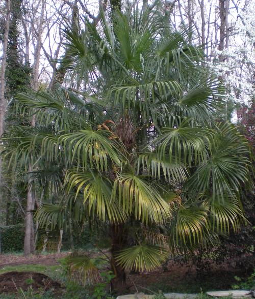Trachycarpus fortunei (Windmill Palm)