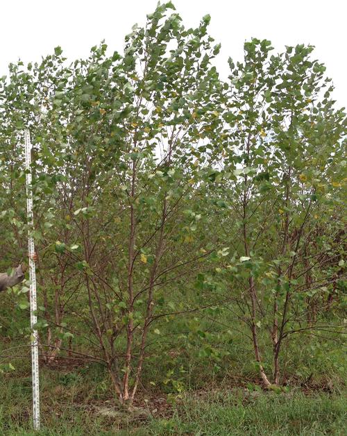 Betula nigra (Heritage River Birch)