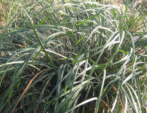 Ophiopogon japonicus (Mondo Grass)