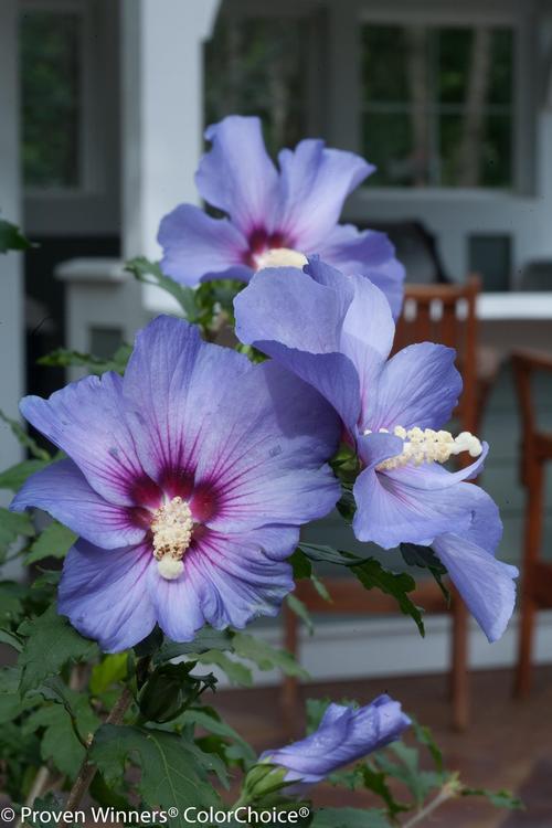 Hibiscus syriacus (Azurri Blue Satin® Rose of Sharon)