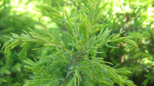 Juniperus communis (Gold Cone Juniper)