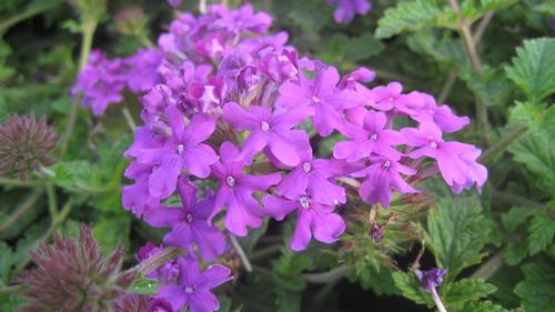 Verbena (Homestead Purple Verbena)